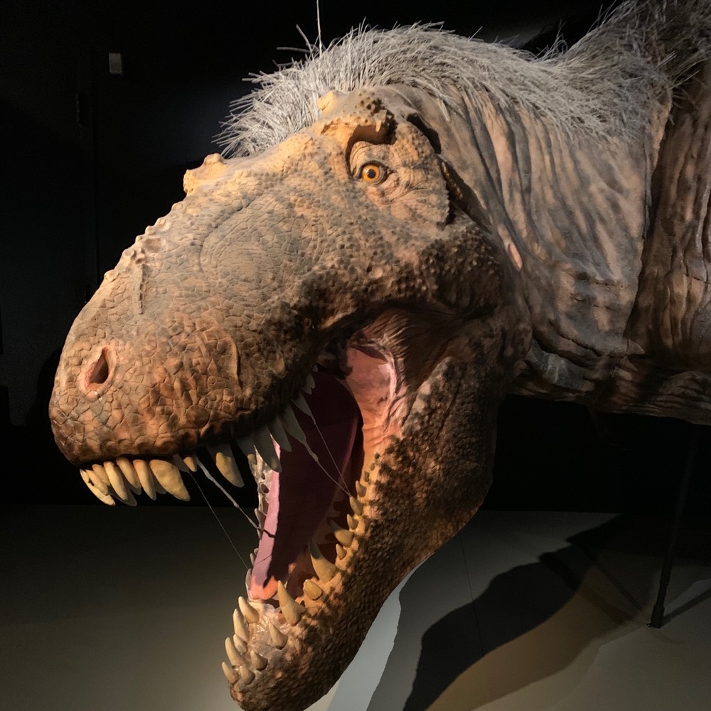 Meet your Posher, Avriella